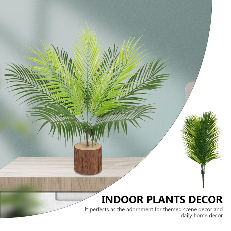 monstera aurea Monstera Standleyana Aurea Variegated | Growers Choice