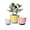Assorted Colors, variant on ANHXN ceramic flowerpot, indoor plant flowerpot, planter with drainage hole and tray. Different colors to choose from