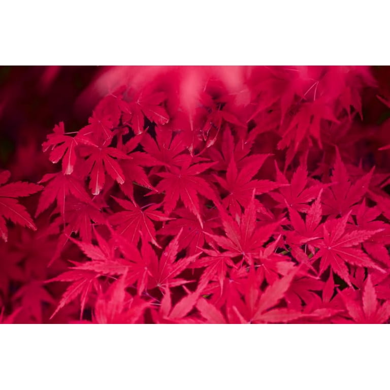 20 Japanese Maple Tree Seeds for Planting - Acer Palmatum