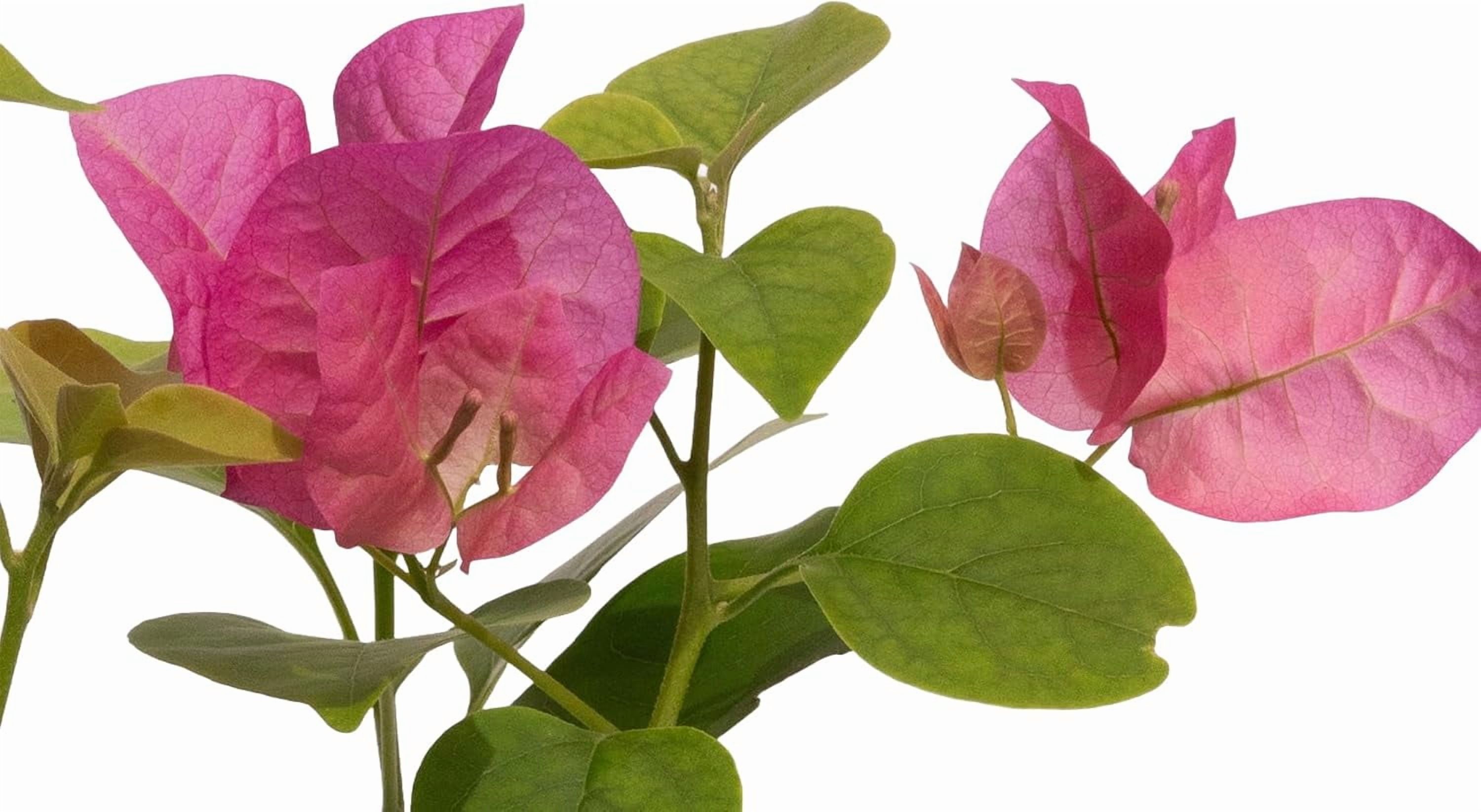3 Barbara Karst Bougainvillea, Live Plants – Thriving in 2.5” Nursery Cubes – Stunning Red-Magenta Blooms, Versatile as a Vine or Shrub