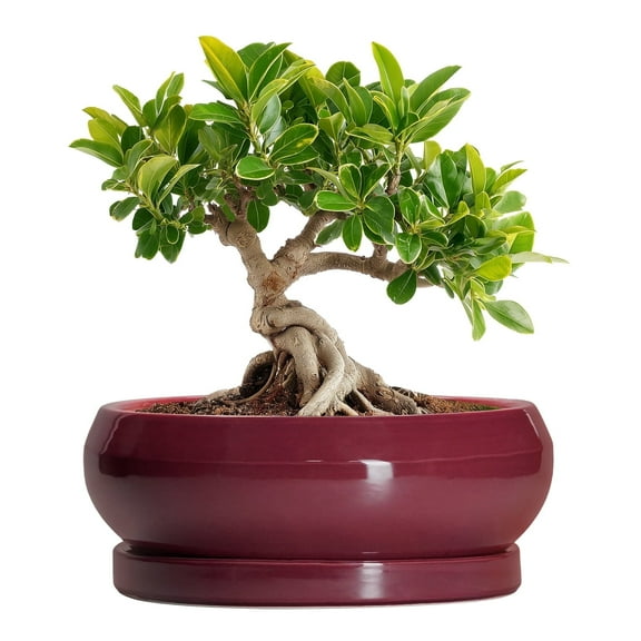 6 inch Ceramic Planter for Succulents,Shallow Small Flower Pot with Drainage Hole & Saucer for Indoor Plants & Home Decorative,Agate Red