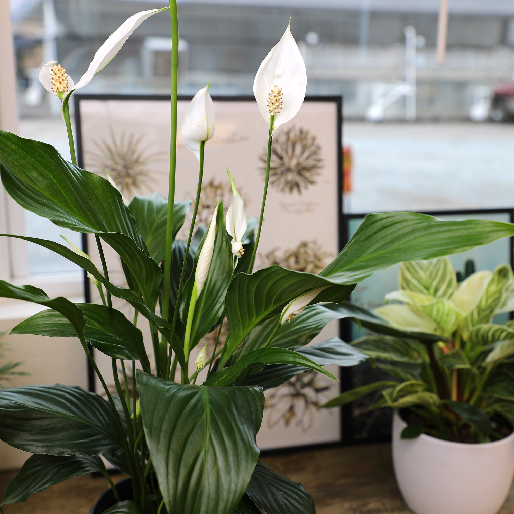 Element by Altman Plants 6in Peace Lily Spathiphyllum Live Houseplant