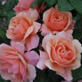 thumbnail image 3 of Heirloom Roses Orange Rose Plant - Douglas Gandy™ Shrub Rose - Live Plant For Garden, 3 of 4