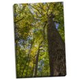 thumbnail image 2 of Gango Home Decor Tulip-Poplar Tree I by Kathy Mahan (Ready to Hang); One 24x36in Hand-Stretched Canvas, 2 of 4