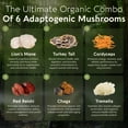 thumbnail image 3 of Longevity Botanicals Organic Super 6 Blend Mushroom Supplement Capsules (120 Count). Mushroom Powder Complex, 3 of 10