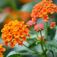 thumbnail image 2 of Set 2 Bright Orange Lantana Plants Live, Vibrant Lantana, Perennial Flowers, Lantana Live Plants for Planting Outdoors, 4 - 6 Inches Tall, 2 of 5