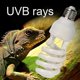 thumbnail image 2 of 13w/26w 220-240v Uvb 5.0/10.0 Lámpara Terrario Tortuga Reptil Calefacción Bombilla, 2 of 5