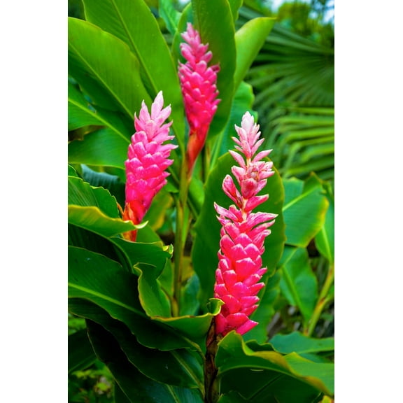Pink Live Alpinia Purpurata Ginger Plant Root 4 Pks Partial Shade