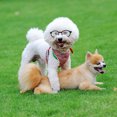 thumbnail image 1 of unbranded 2Ud Gafas Para Perro De Material PP Y Flexible Para Y Fiestas, 1 of 8