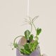 thumbnail image 1 of unbranded 10Ud Varillas Transparentes Para Soporte De Plantas De Acrílico Para Jardín Interior Y Exterior, 1 of 8