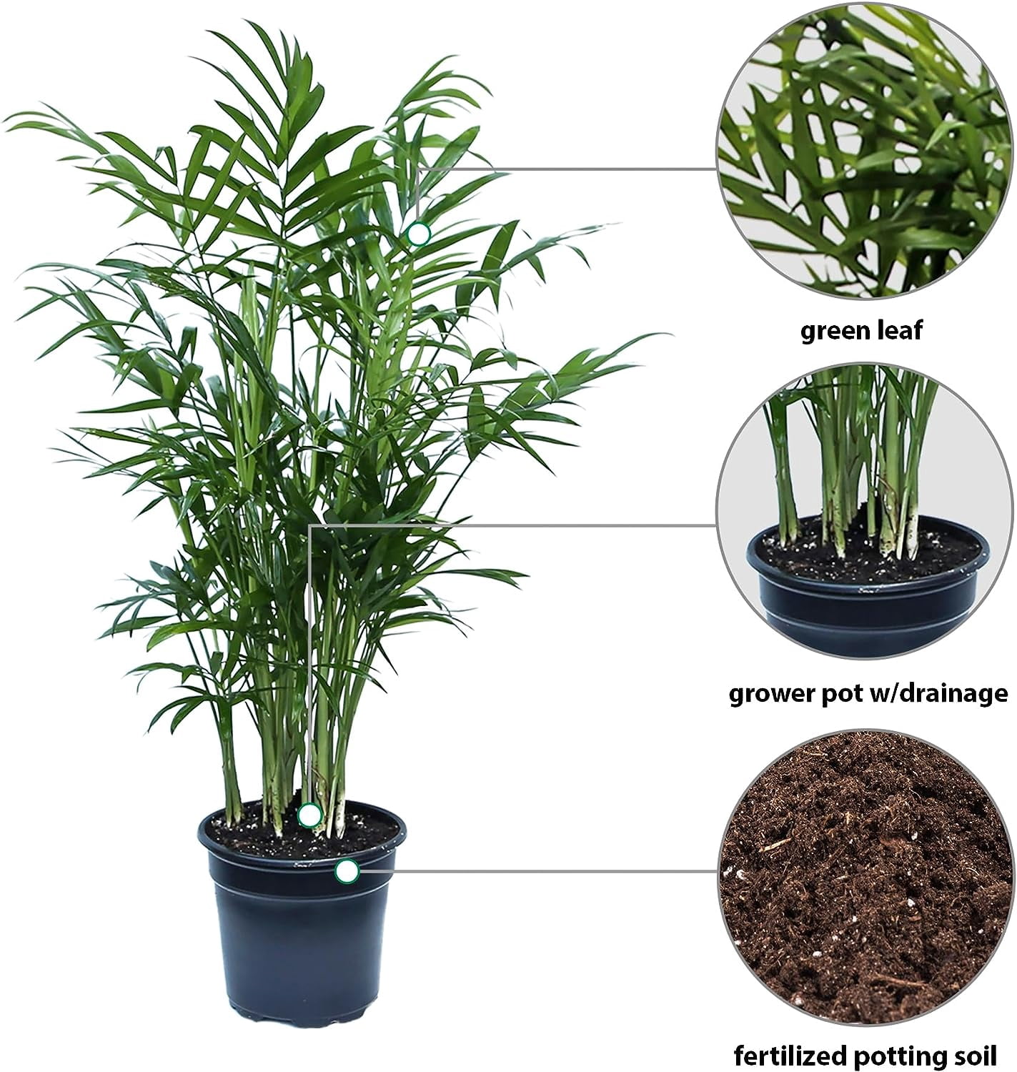 BLOSSOM BOOM GARDEN CENTER 14" Parlor Palm Live Plants in 4" Pot, Air Purifying
