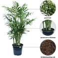 thumbnail image 2 of 4 Pack Live Parlor Palm, Chamaedorea Elegans, Neanthe Bella, Indoor Potted Houseplant, Christmas Gift, Birthday Gift, Air Purifying Plant, Office Gift in 4" Pot, 2 of 5