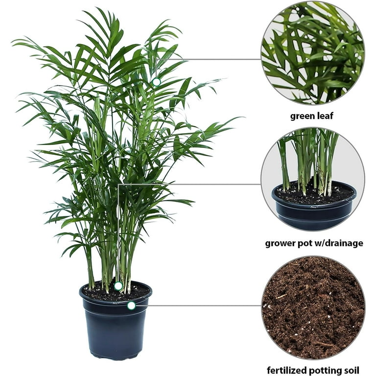 over fertilized pothos Pothos Fertilizer for Sale main image 0