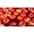 thumbnail image 6 of Fresh Organic Honeycrisp Apples, 2 lb Pouch, 6 of 7