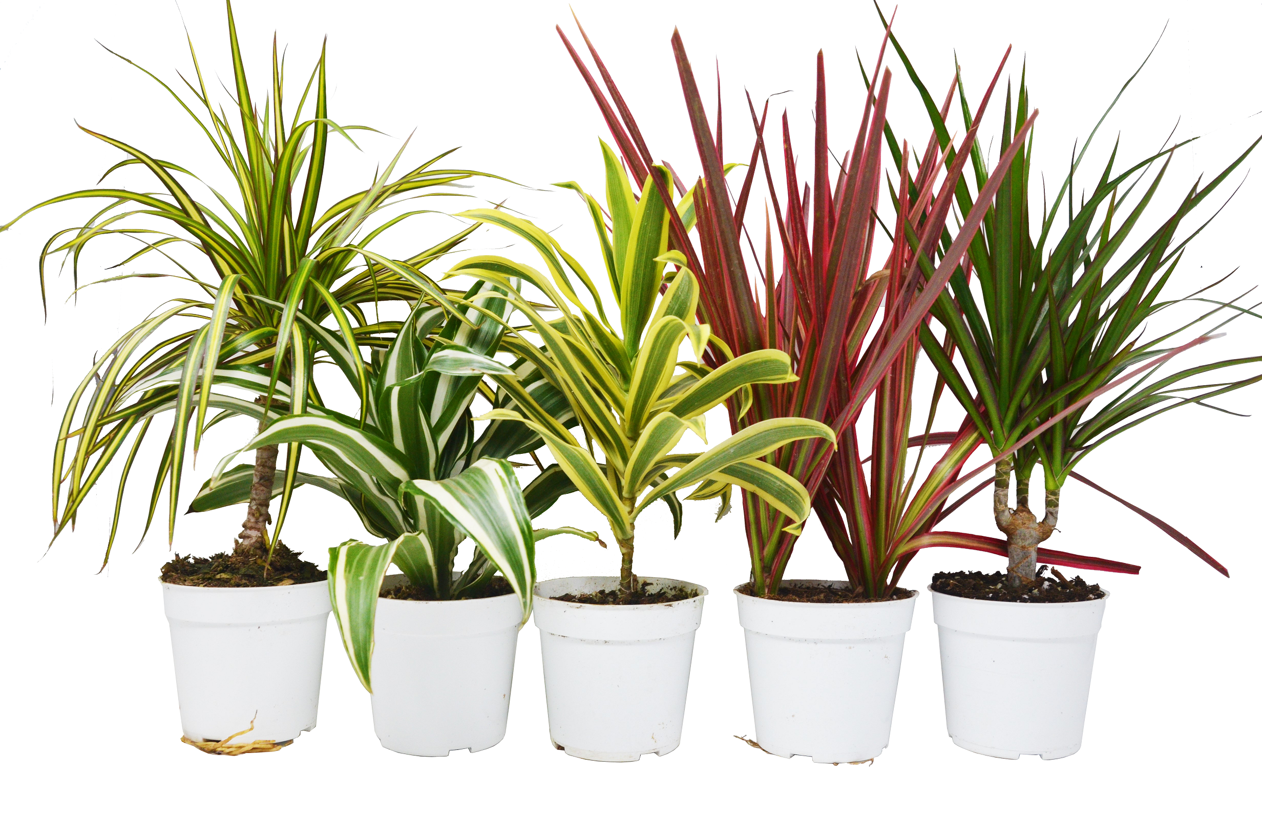5 Different Dracaenas Variety Pack Live House Plant
