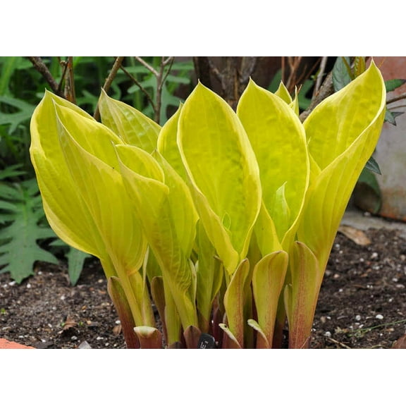 St. Elmo's Fire Hosta - Live Plant - Quart Pot