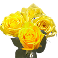 thumbnail image 4 of One Dozen Yellow Roses- Fresh Flower Delivery, 4 of 5