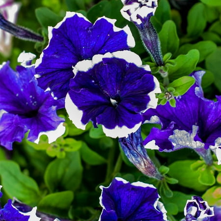 Petunia - Hulahoop Series Flower Garden Seed - 1000 Pelleted Seeds - Blue Blooms - Annual Flowers - Single Grandiflora Hula Hoop
