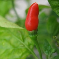 Pepper Seeds - Hot - Small Red Chili - 500 Mg Packet ~60 Seeds - Capsicum annuum - Farm & Garden Vegetable Seeds - Non-GMO, Heirloom, Open Pollinated, Annual
