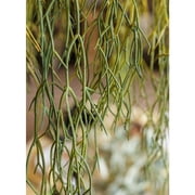 Artificial Faux Usnea Vine Stem 22 Long
