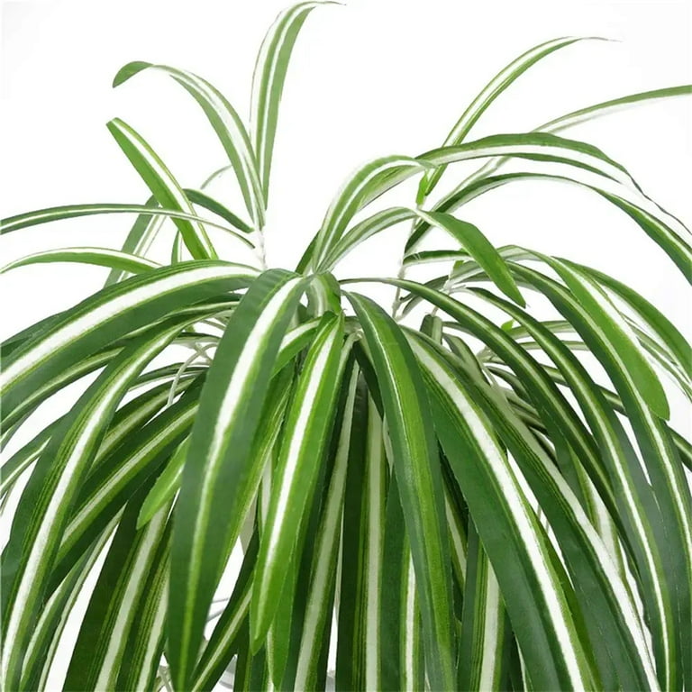 black moon snake plant 8in Sansevieria Golden Edge