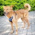thumbnail image 6 of Mr. Peanut's PetTrek Harness With Matching Leash - Medium Blue, 6 of 9