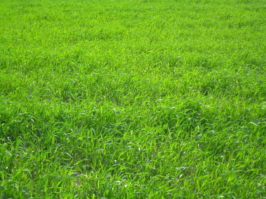 ProTurf Perennial Ryegrass Fine Lawn Seed by Eretz 50lb - CHOOSE SIZE