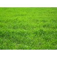 thumbnail image 3 of Creeping Red Fescue Seed by Eretz 25lb - CHOOSE SIZE! Willamette Valley Oregon Grown, No Fillers, No Weed or Other Crop Seeds, Premium Shade Grass Seed., 3 of 5