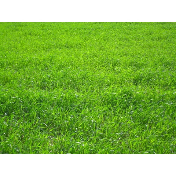 ProTurf Perennial Ryegrass Fine Lawn Seed by Eretz 50lb - CHOOSE SIZE! Premium Willamette Valley, Oregon Grown Grass Seed