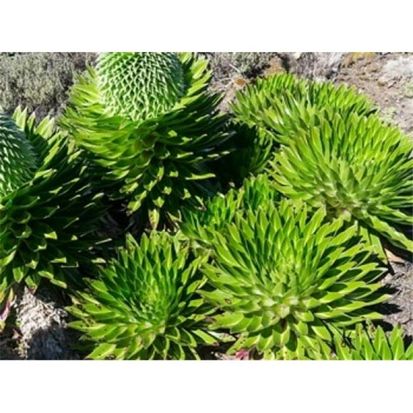 Danita Delimont PDDAF21MZW0090B Giant Lobelia Lobelia Deckenii in Mount Kenya Np Kenya Africa Poster Print by Martin Zwick, 24 x 18