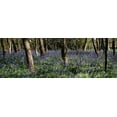 thumbnail image 2 of Lambert, Tom 32x14 White Modern Wood Framed Museum Art Print Titled - Bluebell Wood lI, 2 of 4