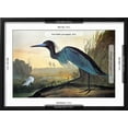 thumbnail image 3 of Audubon: Little Blue Heron, Animals Framed Art Print Wall Art by John James Audubon Sold by Art.Com, 3 of 6
