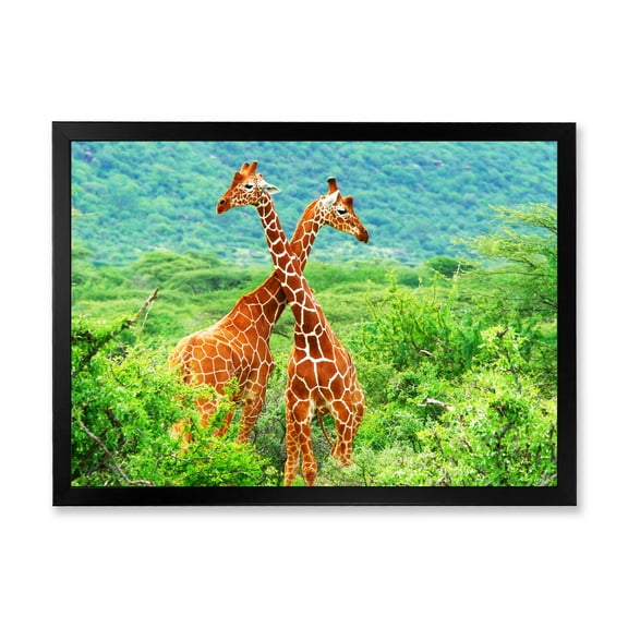 Designart 'Two Giraffes Fighting In Lush Green Wild' Farmhouse Framed Art Print