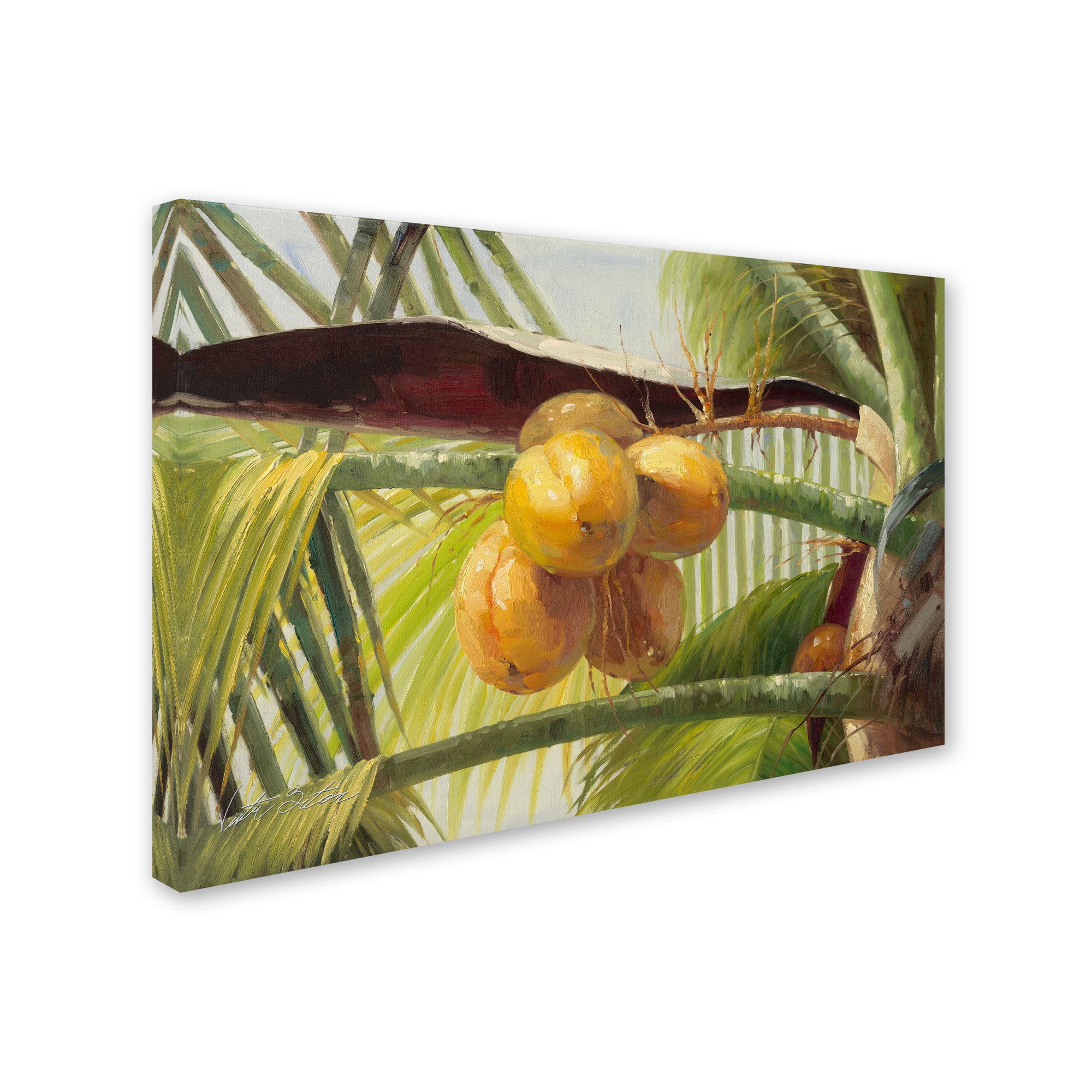 Trademark Fine Art "Coconut Palm I" Canvas Art by Victor Giton