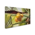 thumbnail image 2 of Trademark Fine Art "Coconut Palm I" Canvas Art by Victor Giton, 2 of 3