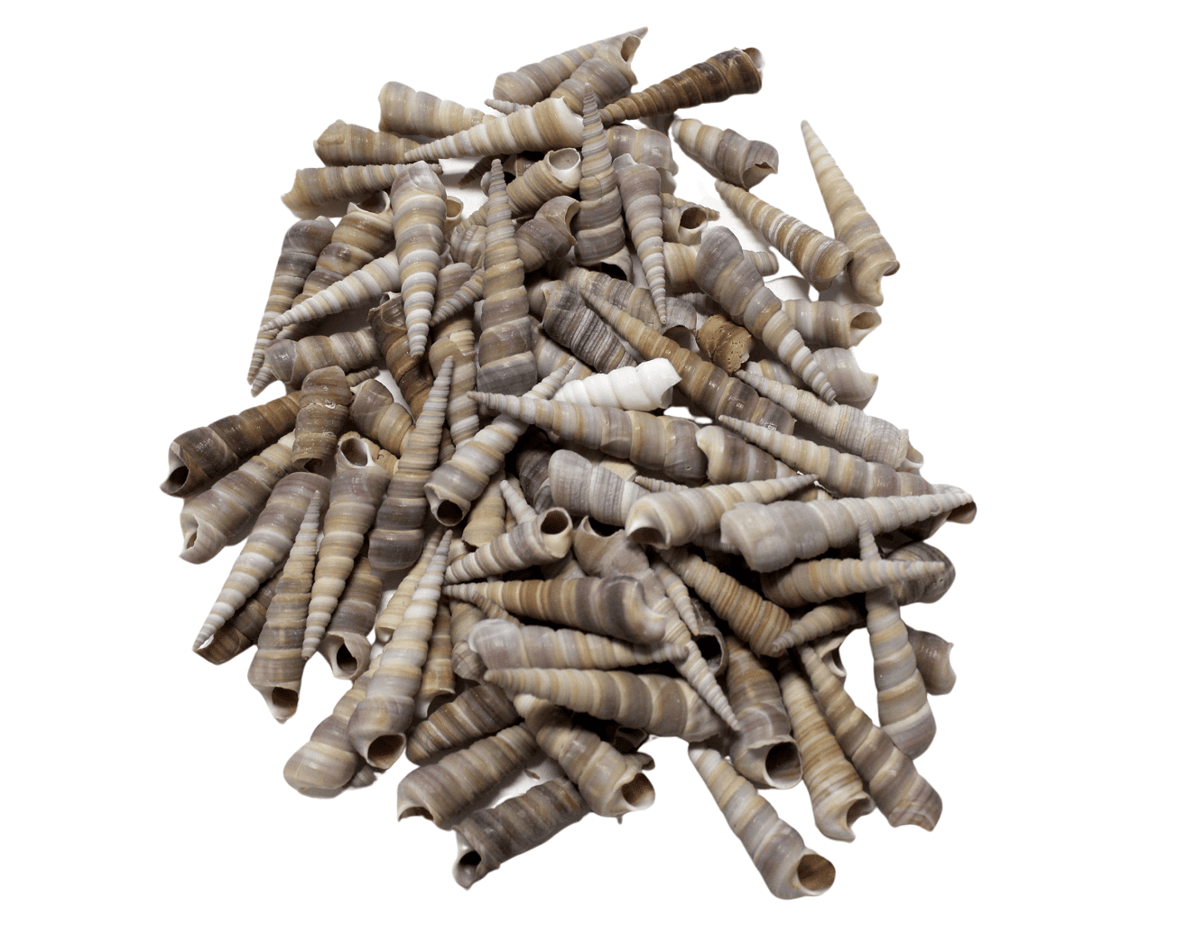 Turritella Sea Shells for Home Décor  Crafts Party Themes 80-90 Pieces