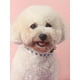 thumbnail image 2 of 1pc Heart Pattern Woven Thin & Soft Pet Collar, Suitable For Cats And Small Dogs (Not For Large Dogs), 2 of 4