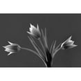 thumbnail image 3 of Frates, Dennis 18x13 Black Modern Framed Museum Art Print Titled - Tulip Trio, 3 of 5