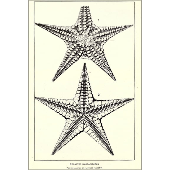24"x36" Gallery Poster, Paleozoic Stelleroidea starfish star fish by charles schuchert
