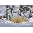 thumbnail image 2 of Illg, Cathy and Gordon 32x23 Black Ornate Wood Framed with Double Matting Museum Art Print Titled - Canada, Manitoba, Wapusk NP Polar bear cub yawns, 2 of 4