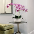 thumbnail image 2 of 23" Phale Orchid, 2 of 5