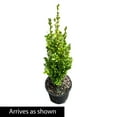 thumbnail image 4 of Direct Gardening Sky Pencil Holly Shrub Broadleaf Evergreen Shrub, 4 of 5
