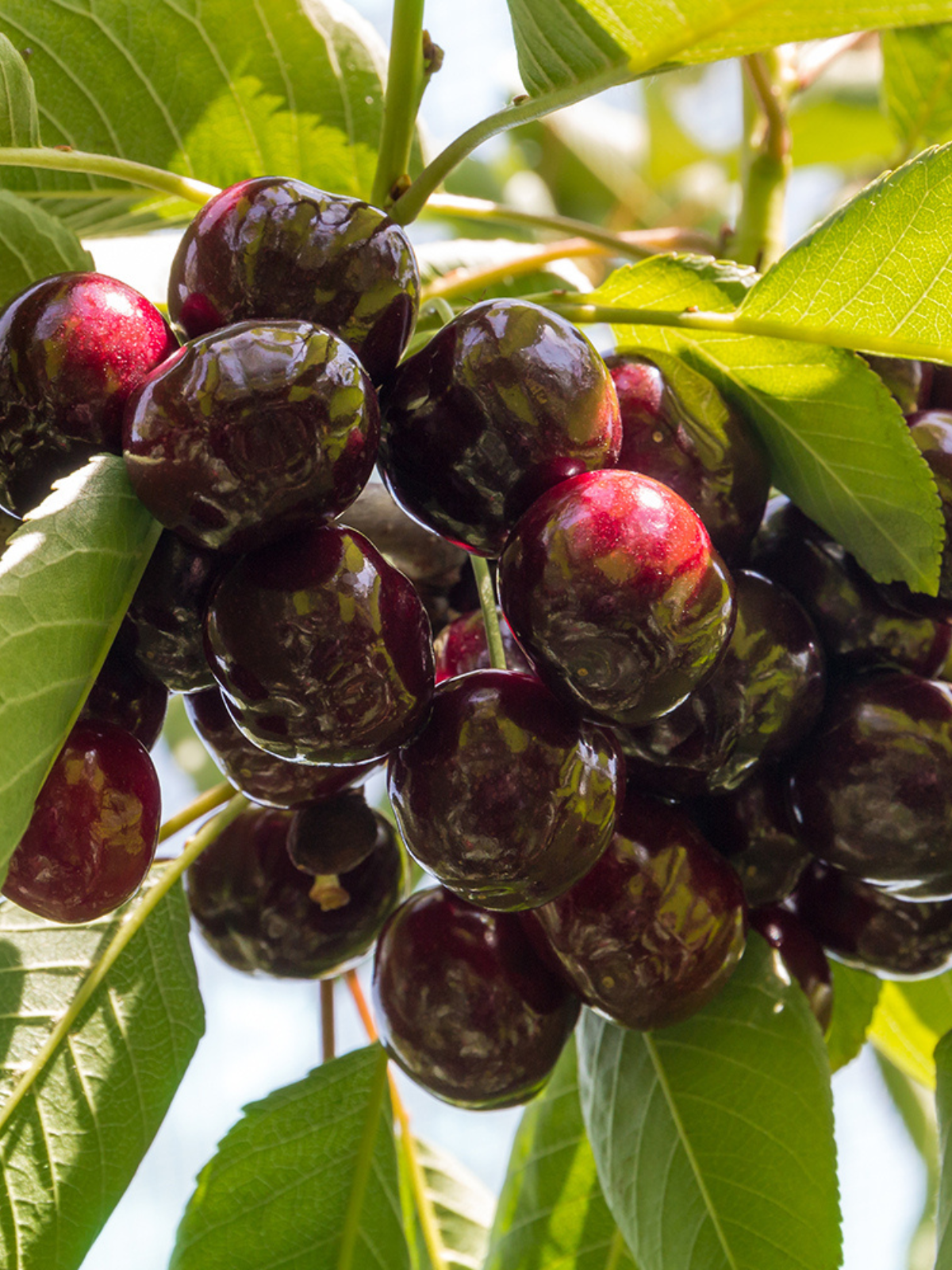 Expert Gardener 2-3 ft. tall Santina Fruiting Cherry Live Tree in 5-Gallon Grower Pot