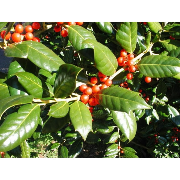 10 Nellie R. Stevens Holly Trees/Shrubs Live Plants 6-12" Tall in 2.5" Pots- Seedlings Plants- Privacy Screen Plants- Outdoor Garden