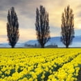 thumbnail image 2 of Audit, Lisa 12x12 White Modern Wood Framed Museum Art Print Titled - Skagit Valley Daffodils II, 2 of 4