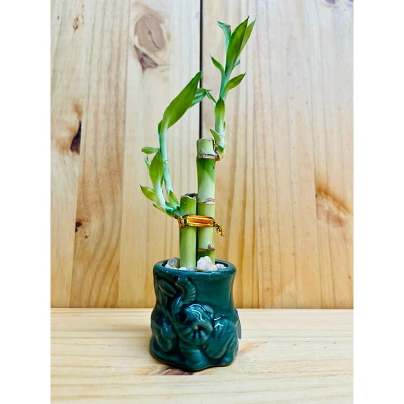 Lucky Bamboo 446 in Ceramic Vase