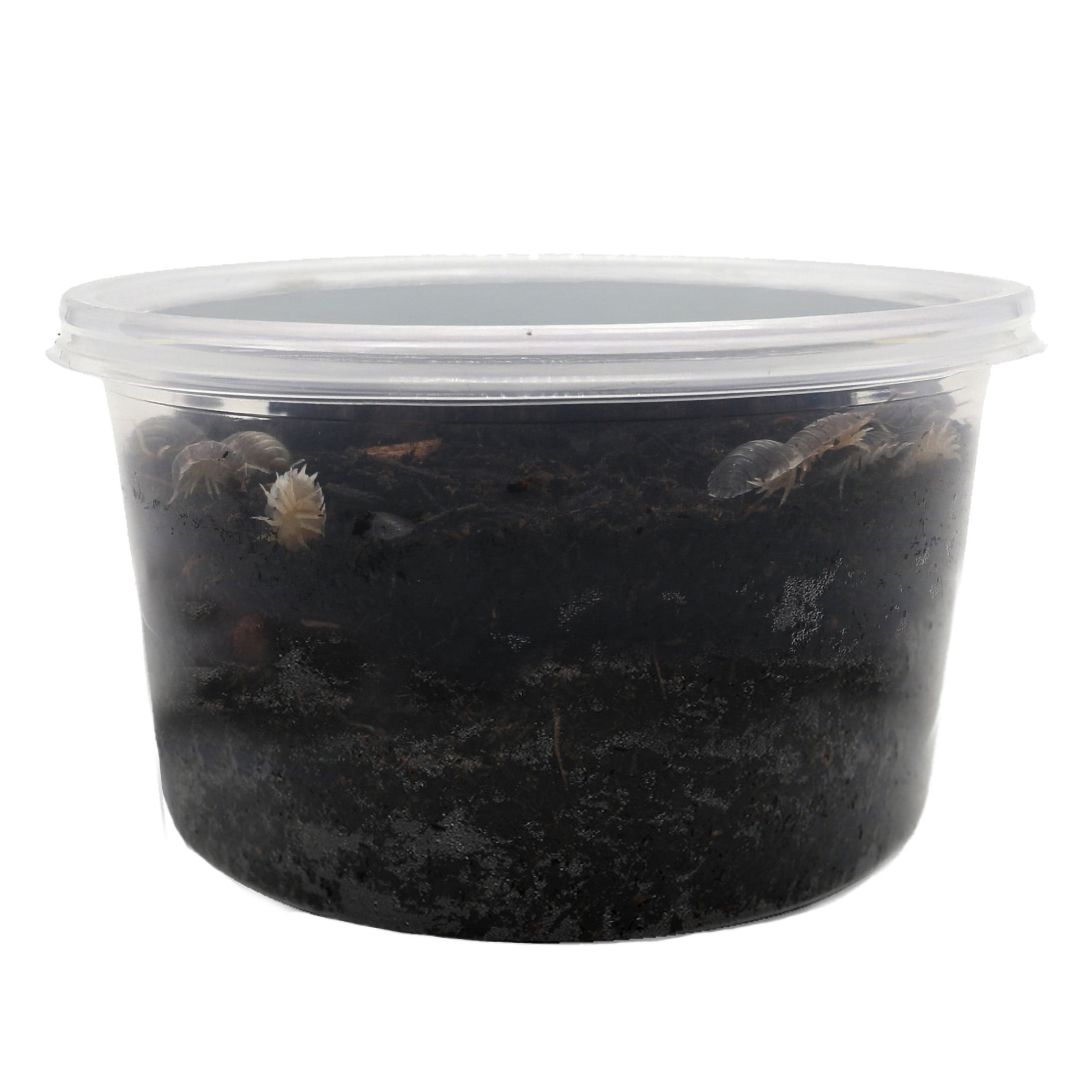 ReptiCulture Milkback Isopod 10 ct