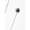 thumbnail image 2 of 1x Studio III 13x18 White Modern Wood Framed Museum Art Print Titled - Thistle Grey 08, 2 of 4