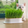 thumbnail image 5 of Maceta de hierba para gatos, 4 Uds., macetero hidropónico para hierba de gatos, kit de cultivo de hierba para gatos, sin semillas, añade agua, Abs duraderos, 5 of 5