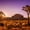 Sunlit Joshua Trees, variant on Elephant Stock Joshua Tree National Park Iv Wall Art - Horizontal Canvas Wall Art - Living Room Wall Decor - Places Canvas - Pink And Brown Decor By Susanne Kremer - 12" x 8"